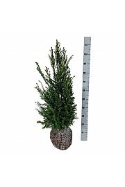 Taxus baccata bala 80-100 cm