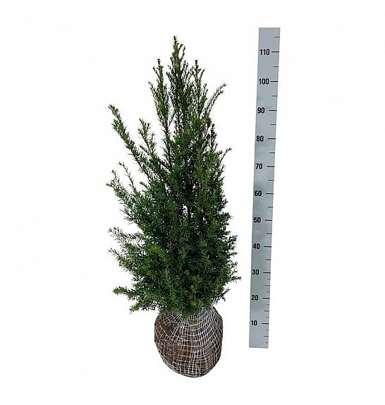 Taxus baccata bala 80-100 cm