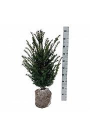 Taxus baccata bala 60-80 cm