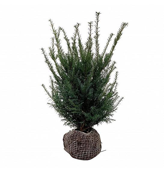 Taxus baccata bala 50-60 cm