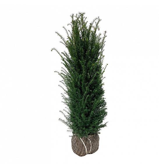 Taxus baccata bala 100-120 cm