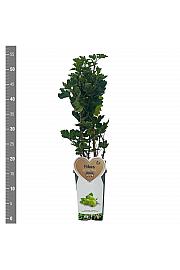 Ribes uva-crispa Tatjana C2 Lit. 30-40 cm