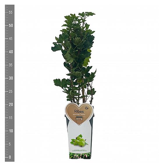 Ribes uva-crispa Tatjana C2 Lit. 30-40 cm