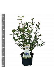 Lonicera kamschatica Maitop C3 Lit. 30-40 cm