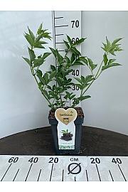 Sambucus nigra Black Lace C5 Lit. 30-40 cm