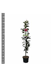 Prunus cerasus Jachim C5 Lit. 80-100 cm Stebričasta