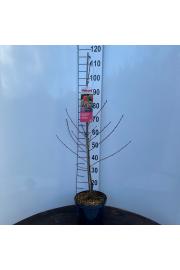 Prunus persica Grazia C5 Lit. 80-100 cm Stebričasta