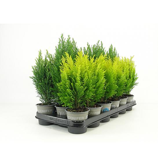 Chamaecyparis lawsoniana Ellwoodi mix Ø9