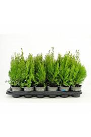 Juniperus communis Arnold Ø9