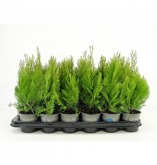Juniperus communis Arnold Ø9