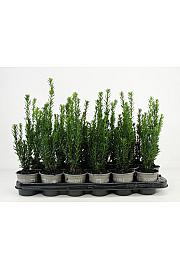Taxus media Hillii Ø9