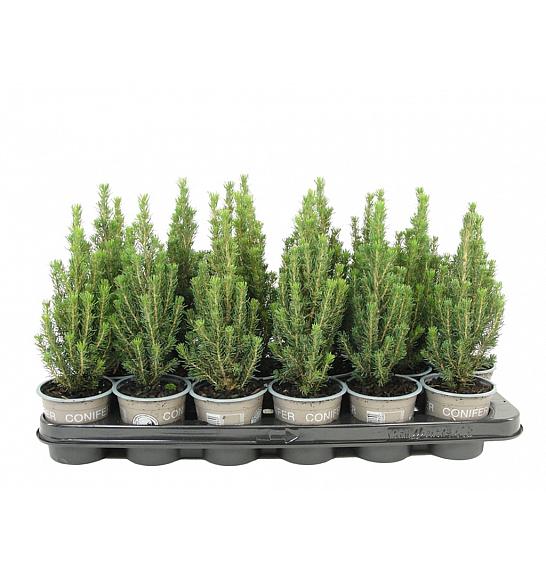 Picea glauca Zuckerhut Ø9