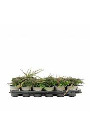 Juniperus horizontalis Icee Blue Ø9