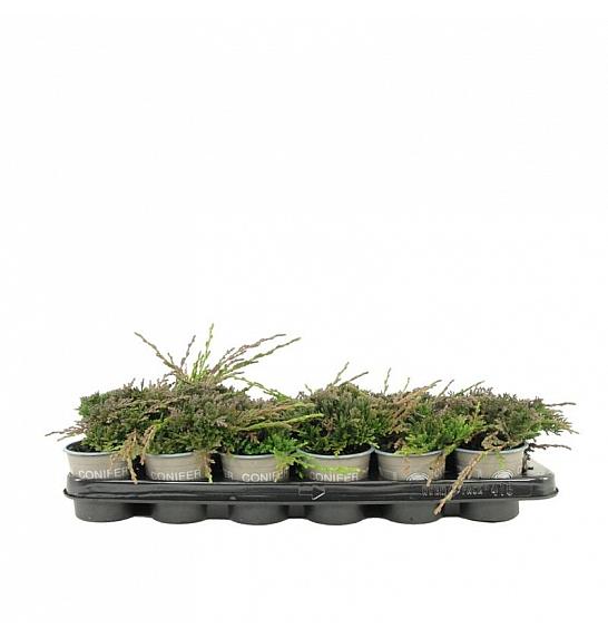 Juniperus horizontalis Icee Blue Ø9