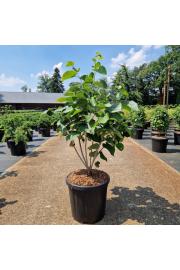Cercis chinensis Shirobana C18 Lit. 50-60 cm