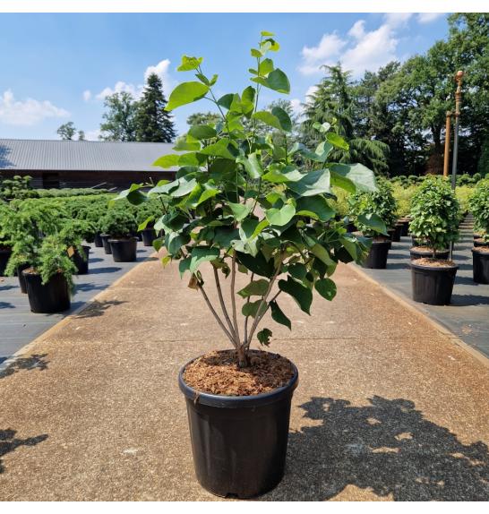 Cercis chinensis Shirobana C18 Lit. 50-60 cm