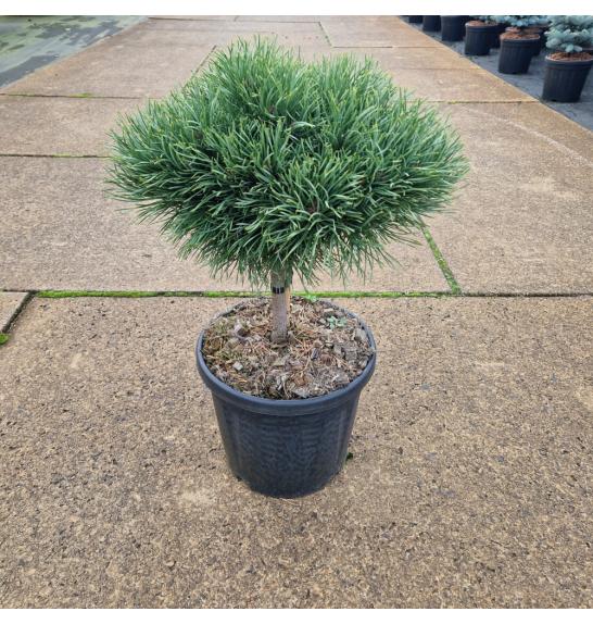 Pinus sylvestris Martham C8 Lit. Na steblu 20 cm Krošnja 25-30 cm