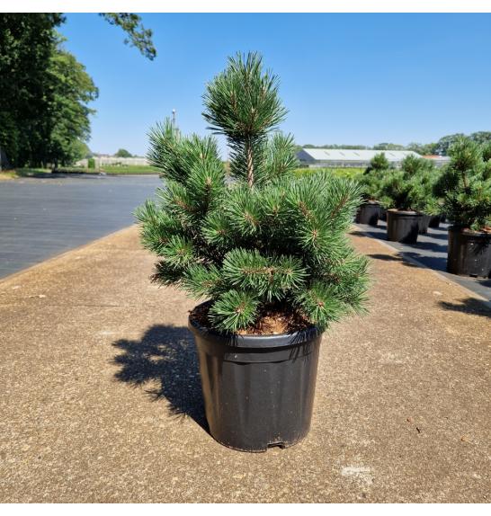 Pinus mugo Gnom C11 Lit. 35-40 cm