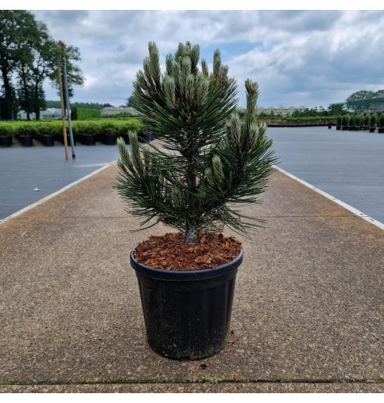 Pinus leucodermis Compact Gem C8 Lit. 40/+ cm