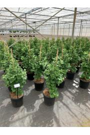 Ginkgo biloba Simon C11 Lit. 60-70 cm