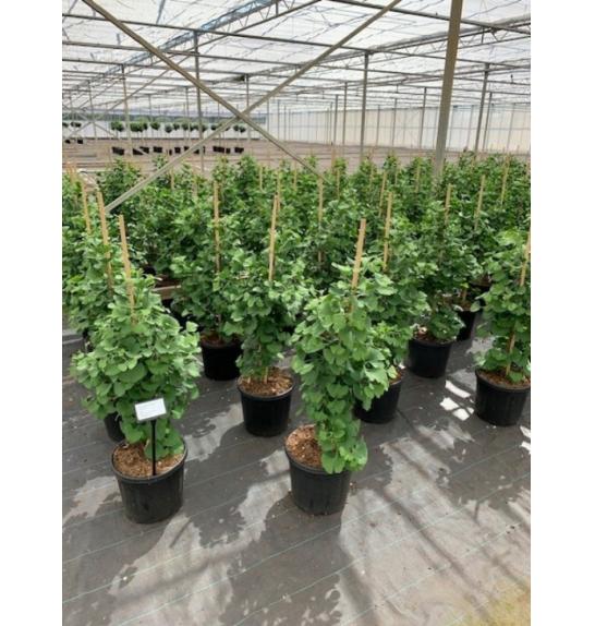 Ginkgo biloba Simon C11 Lit. 60-70 cm