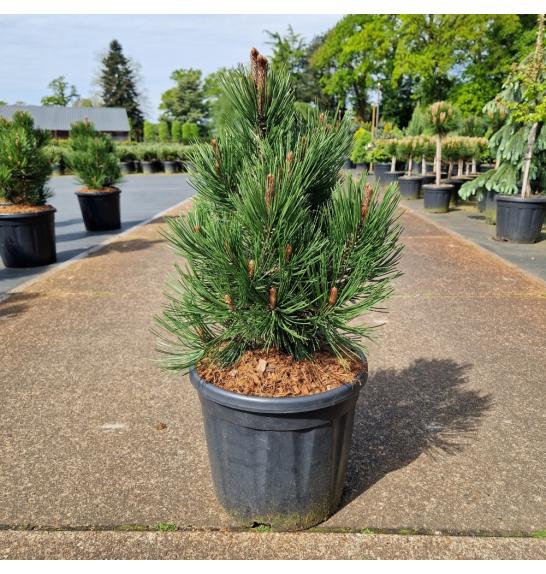 Pinus leucodermis Compact Gem C11 Lit. 40-50 cm