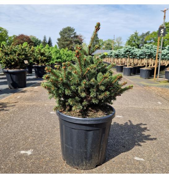 Picea pungens Luckey Strike C18 Lit. 40-60 cm