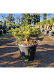 Pinus banksiana Velda C15 Lit. 40-50 cm