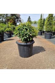 Prunus lusitanica Angustifolia C20 Lit. 45-50 cm Krogla