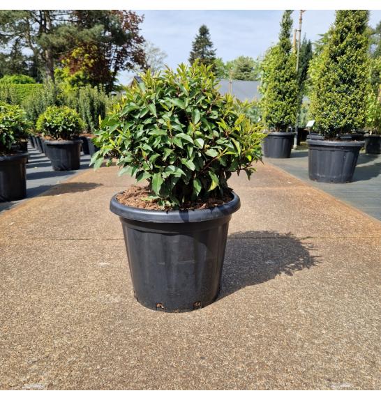 Prunus lusitanica Angustifolia C20 Lit. 45-50 cm Krogla