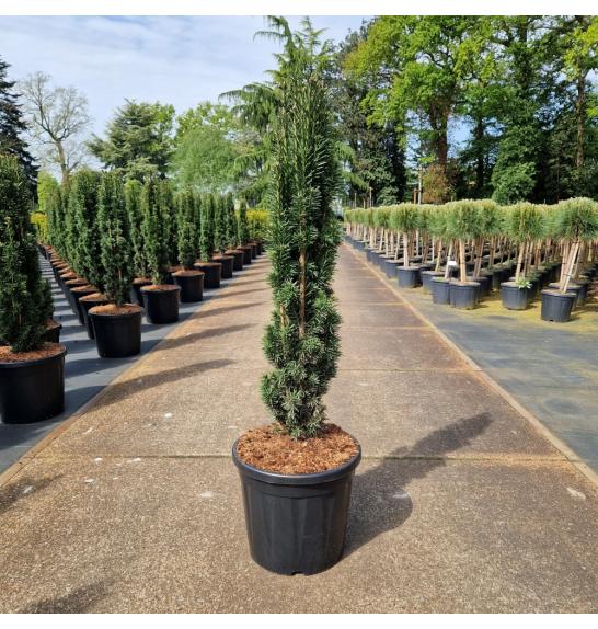 Taxus baccata Fast. Robusta C20 Lit. 100-110 cm
