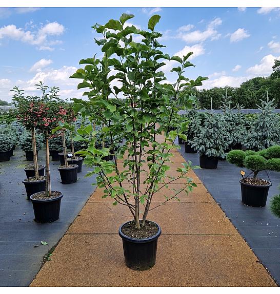 Magnolia Galaxy deep pink C25 Lit. 110-120 cm