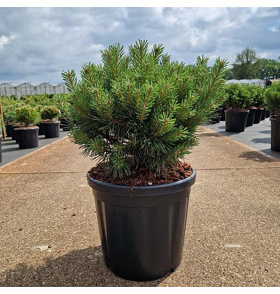 Pinus sylvestris Sandringham C18 Lit. 40-50 cm