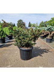 Picea pungens Luckey Strike C25 Lit. 60-70 cm