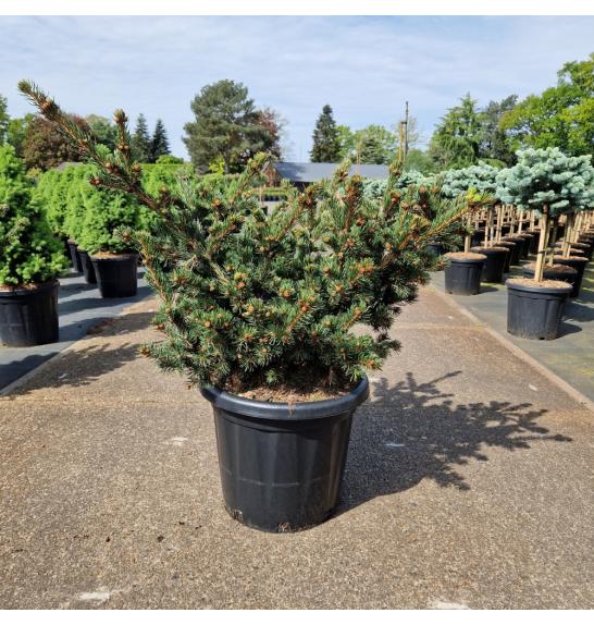 Picea pungens Luckey Strike C25 Lit. 60-70 cm