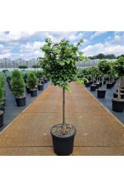 Tilia cordata Komsta C25 Lit. Na steblu 60 cm