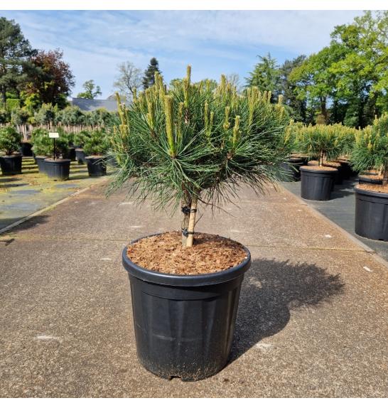 Pinus densiflora Alice Verkade C20 Lit. Na steblu 10 cm Krošnja 50/+ cm