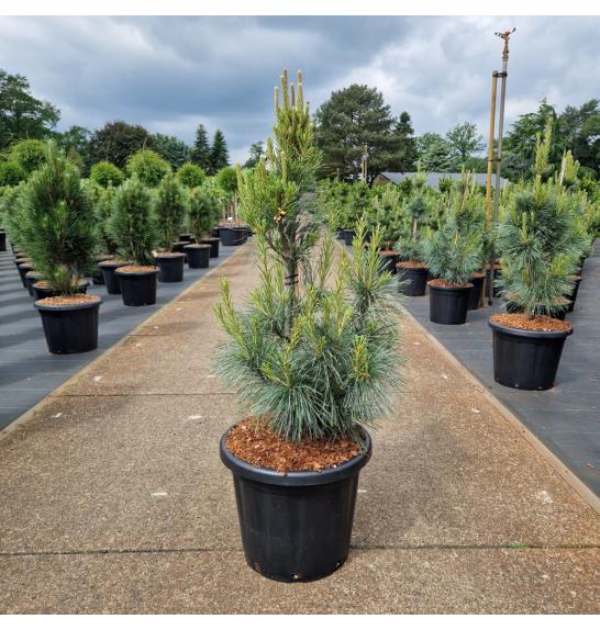 Pinus monticola Ammerland C25 Lit. 80-90 cm