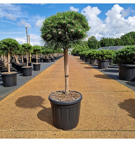 Pinus nigra Marie Bregnon C15 Lit. Na steblu 40 cm Krošnja 30-35 cm