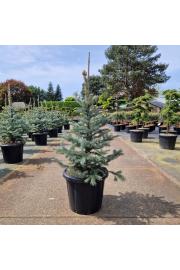 Picea pungens Fat Albert C25 Lit. 80-100 cm