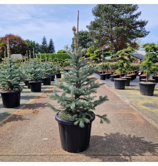 Picea pungens Fat Albert C25 Lit. 80-100 cm