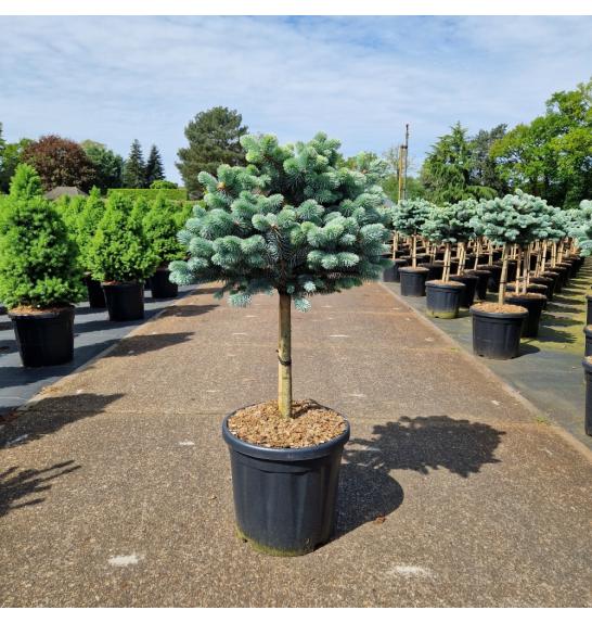 Picea pungens glauca globosa C18 Lit. Na steblu 40 cm Krošnja 40-45 cm