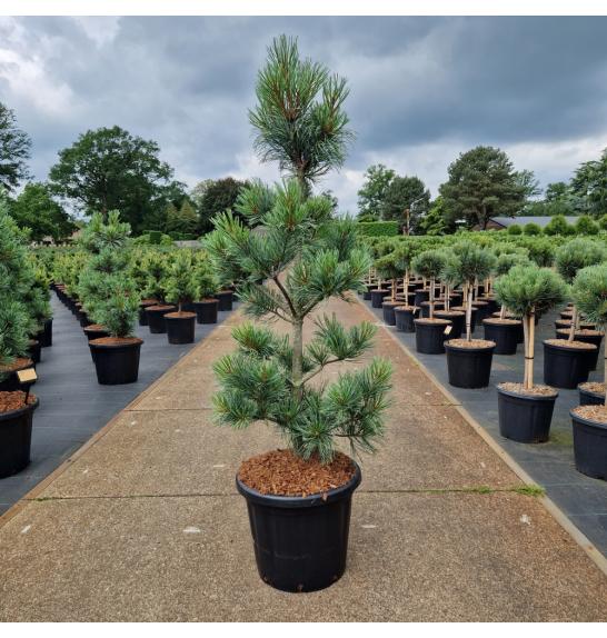 Pinus koraiensis Silveray C25 Lit. 100-110 cm
