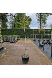 Ginkgo biloba Mariken C65 Lit. Na steblu 150 cm Krošnja 60-70 cm