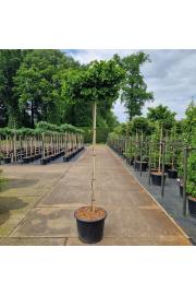 Ginkgo biloba Mariken C65 Lit. Na steblu 180 cm Krošnja 60-70 cm