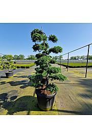 Juniperus squamata Blue Carpet C110 Lit. 140-160 cm Bonsai