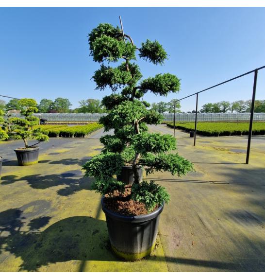 Juniperus squamata Blue Carpet C110 Lit. 140/+ cm Bonsai