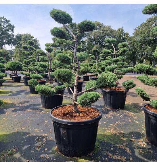 Juniperus media Hetzii C130 Lit. 130-140 cm Bonsai