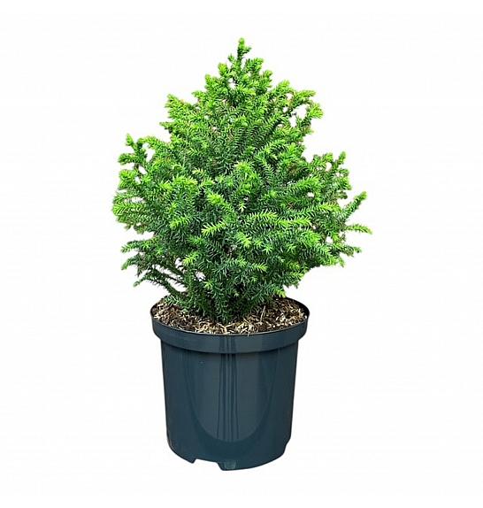 Cryptomeria japonica Vilmorin Gold C2,5 Lit. 20-25 cm