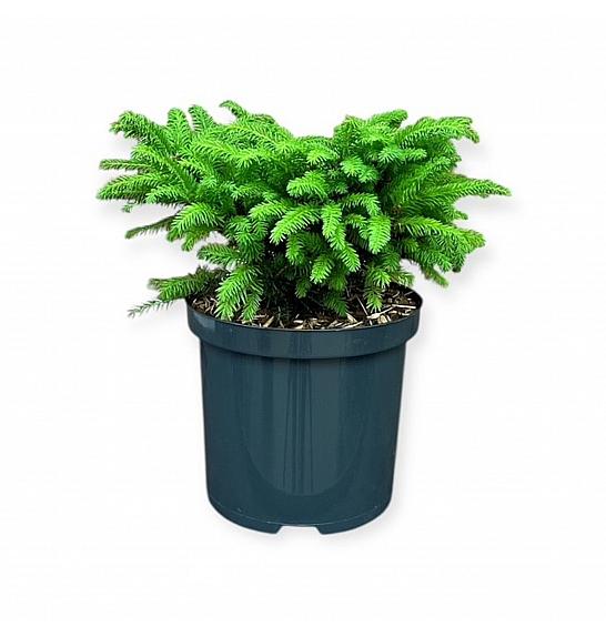 Picea abies Nidiformis C2,5 Lit. 20-25 cm